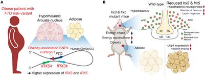 Irx3 and Irx5 - Novel Regulatory Factors of Postnatal Hypothalamic Neurogenesis